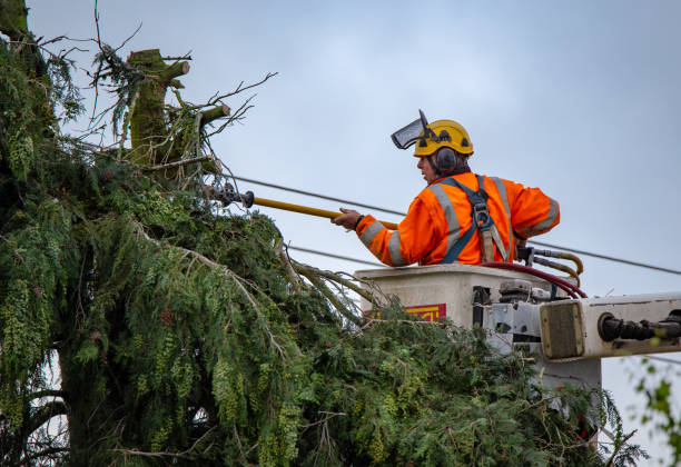 Best Root Management and Removal  in Poquoson, VA